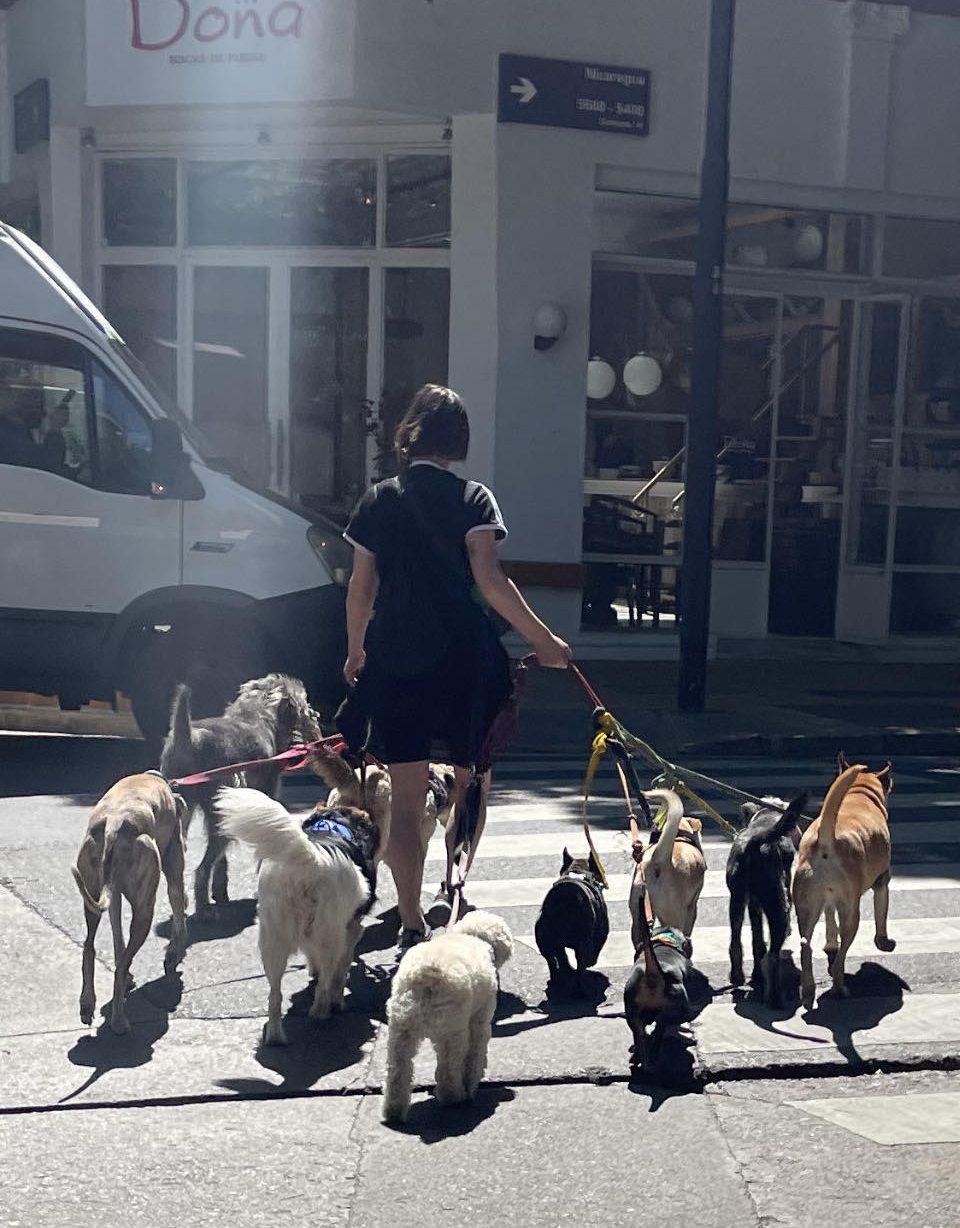 A woman walking dogs in Buenos Aires