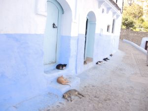 Cats are sitting on one of Chefchuan's alleys.
