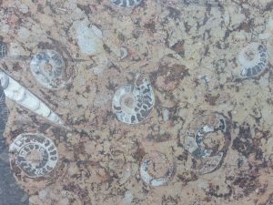 Fossilized Marble Slab