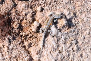 Desert Lizard at Salar de Aguas Calientes