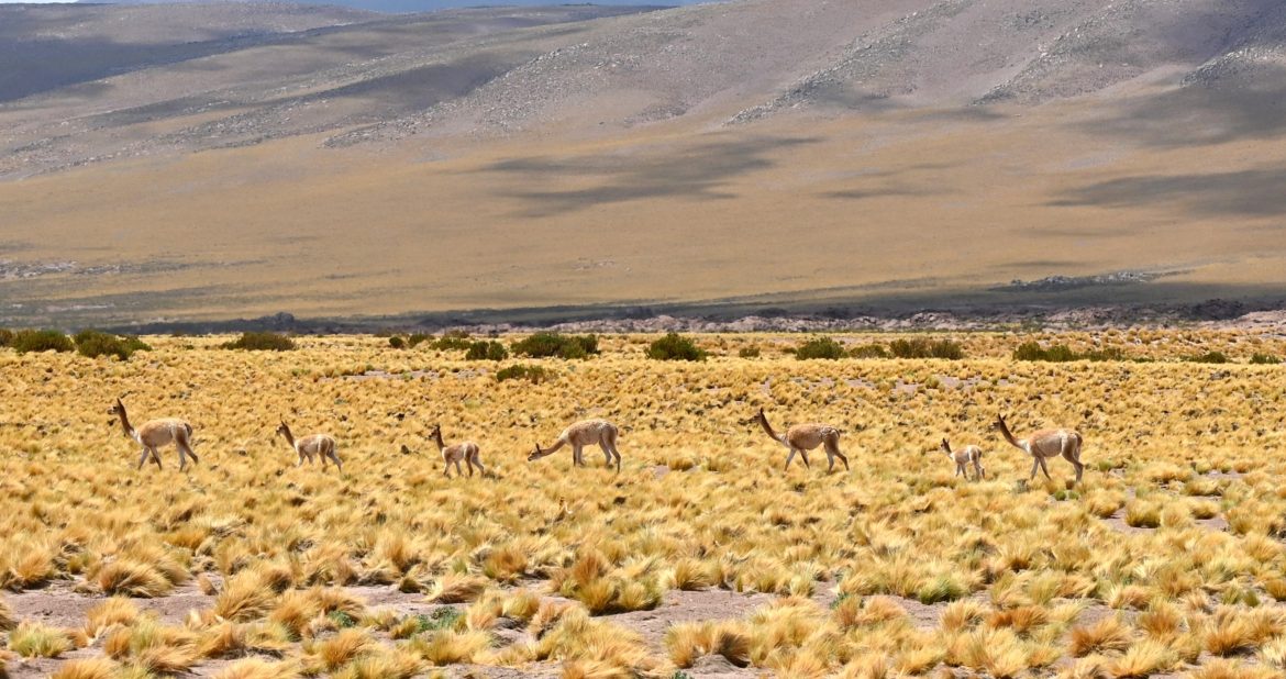 Guanacos of San Pedro de Atacama