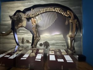 Ancient Mammoth Fossil